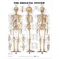Anatomical Chart El sistema esquelético